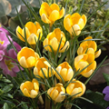 Crocus Bulbs Large Flowering Yellow Mamm 